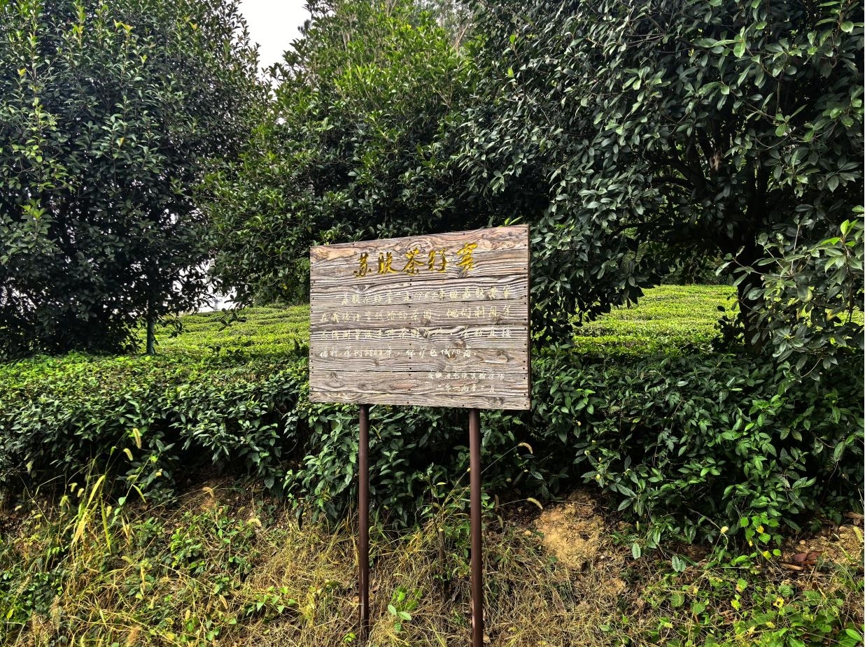 尋根問(wèn)源 品味徽茶——屯溪實(shí)驗(yàn)茶場(chǎng)開展探尋屯溪綠茶的時(shí)光印記活動(dòng)